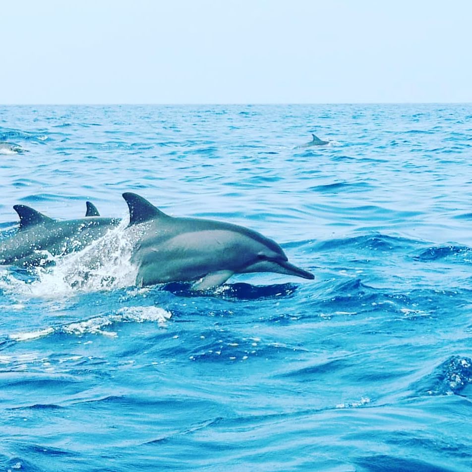 Best Time to Visit Whales 