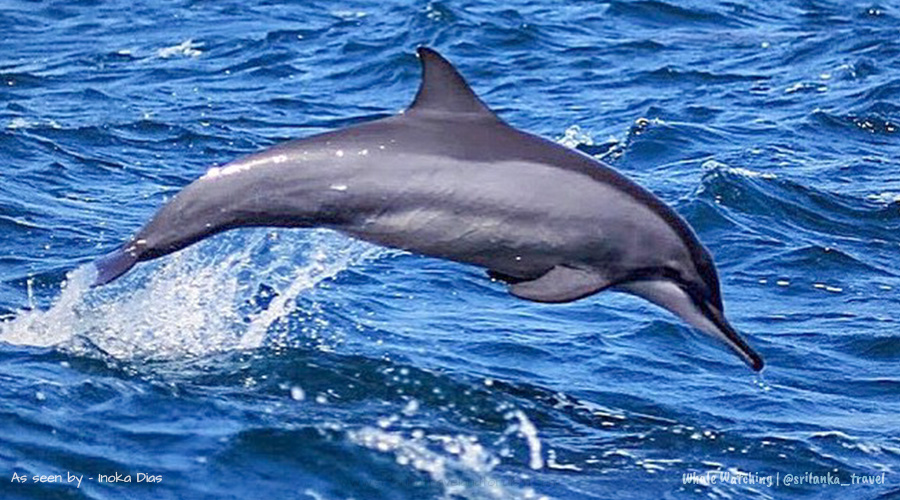 Mirissa Whale Watching Seasons