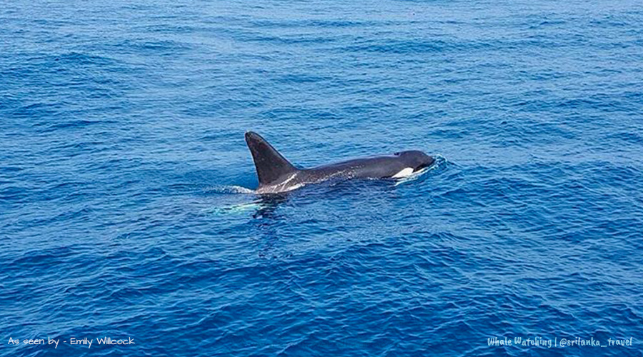 Whale Watching Ticket Prices