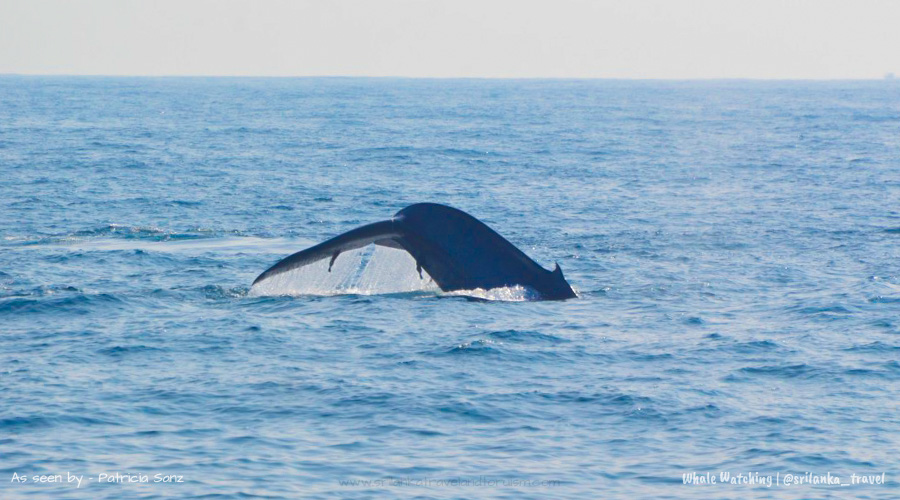Mirissa Luxury Yacht & Catamaran Whale Watching