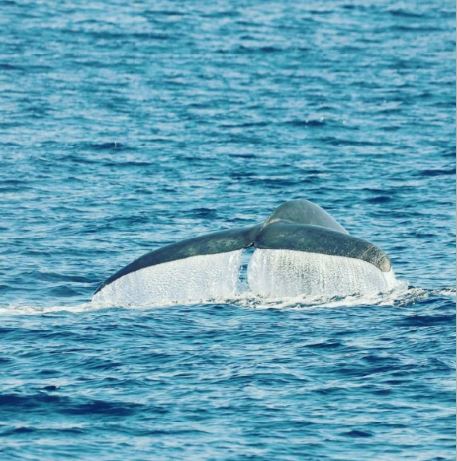 Mirissa Whale Watching Day Tours